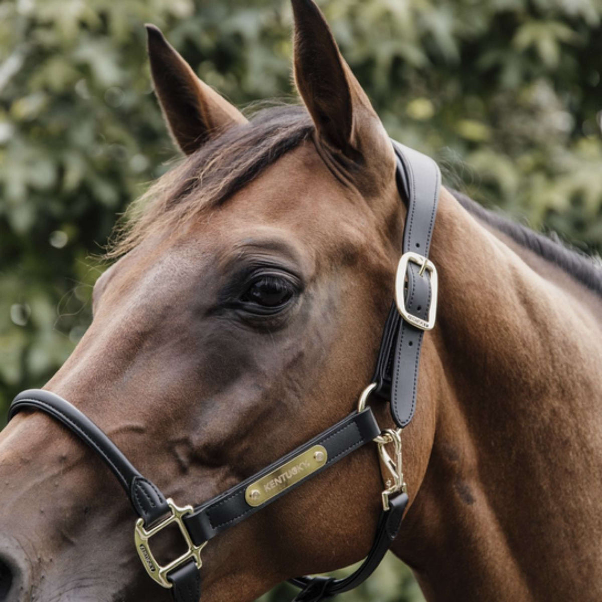 Kentucky Horsewear Cubrecuellos Negro