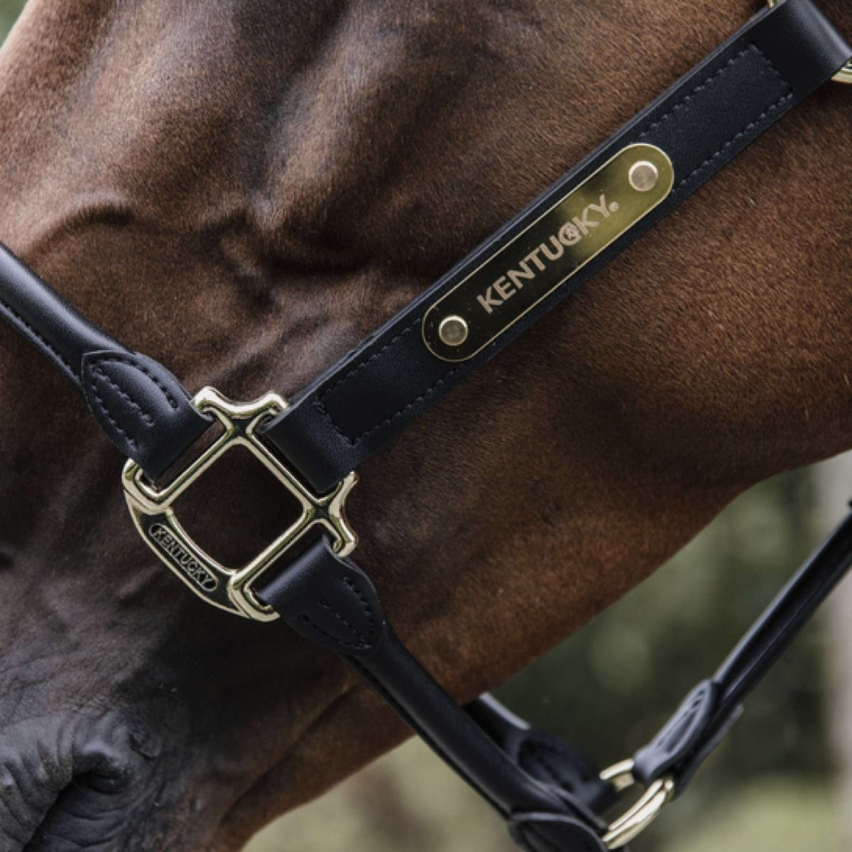 Kentucky Horsewear Cabezada Negro