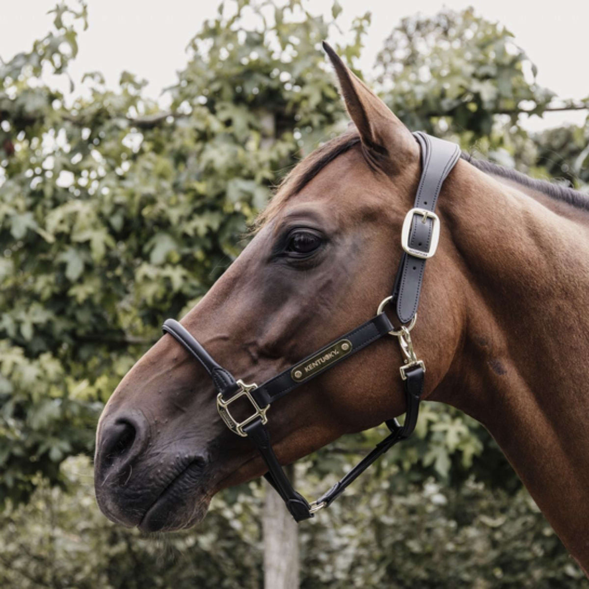 Kentucky Horsewear Cabezada Negro