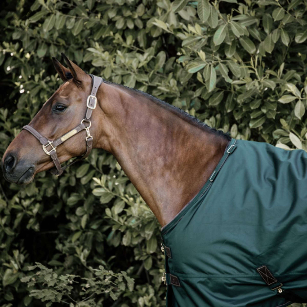 Kentucky Horsewear Manta de Invierno All Weather 160g Verde Oscuro