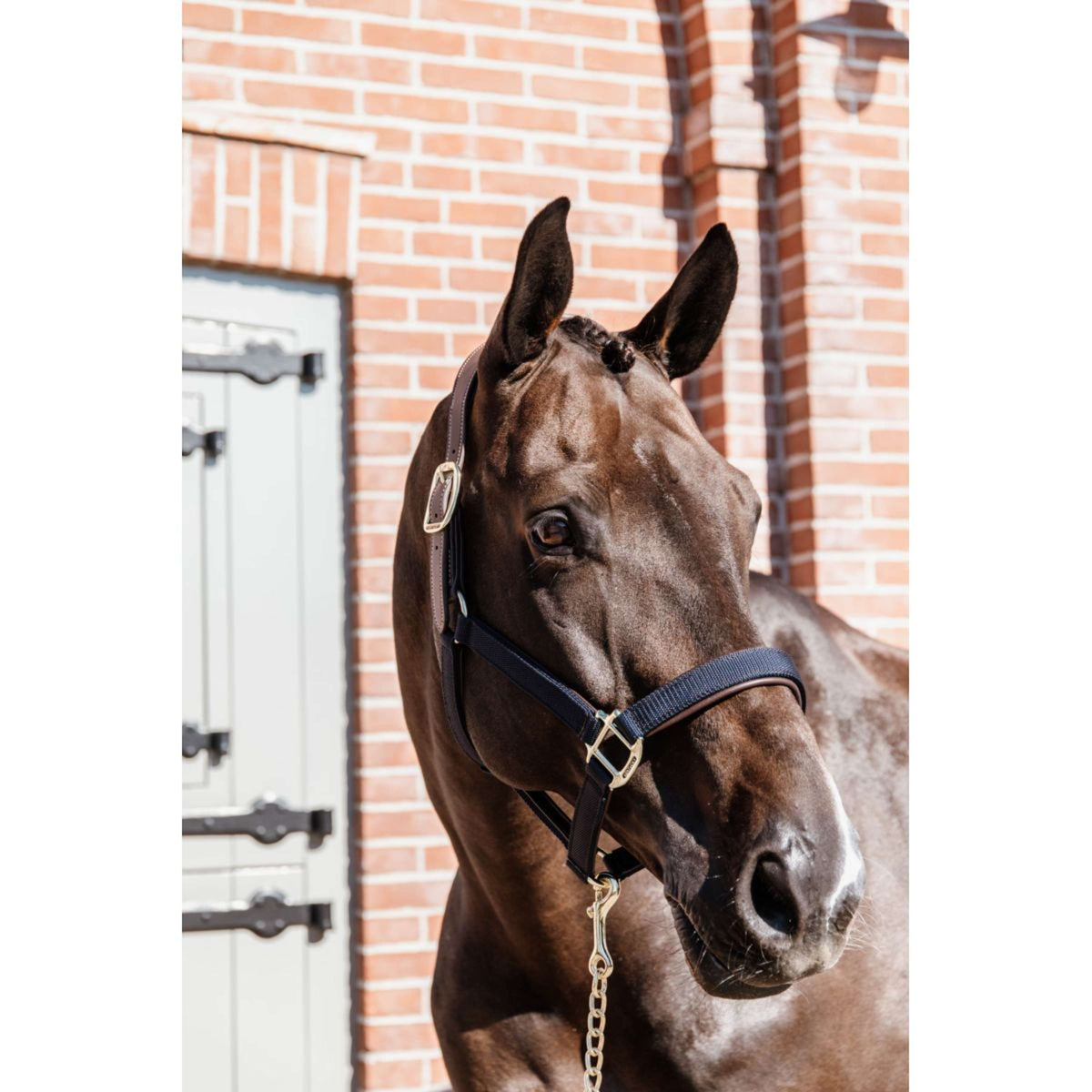 Kentucky Horsewear Cabezada Anatomic Nylon Navy