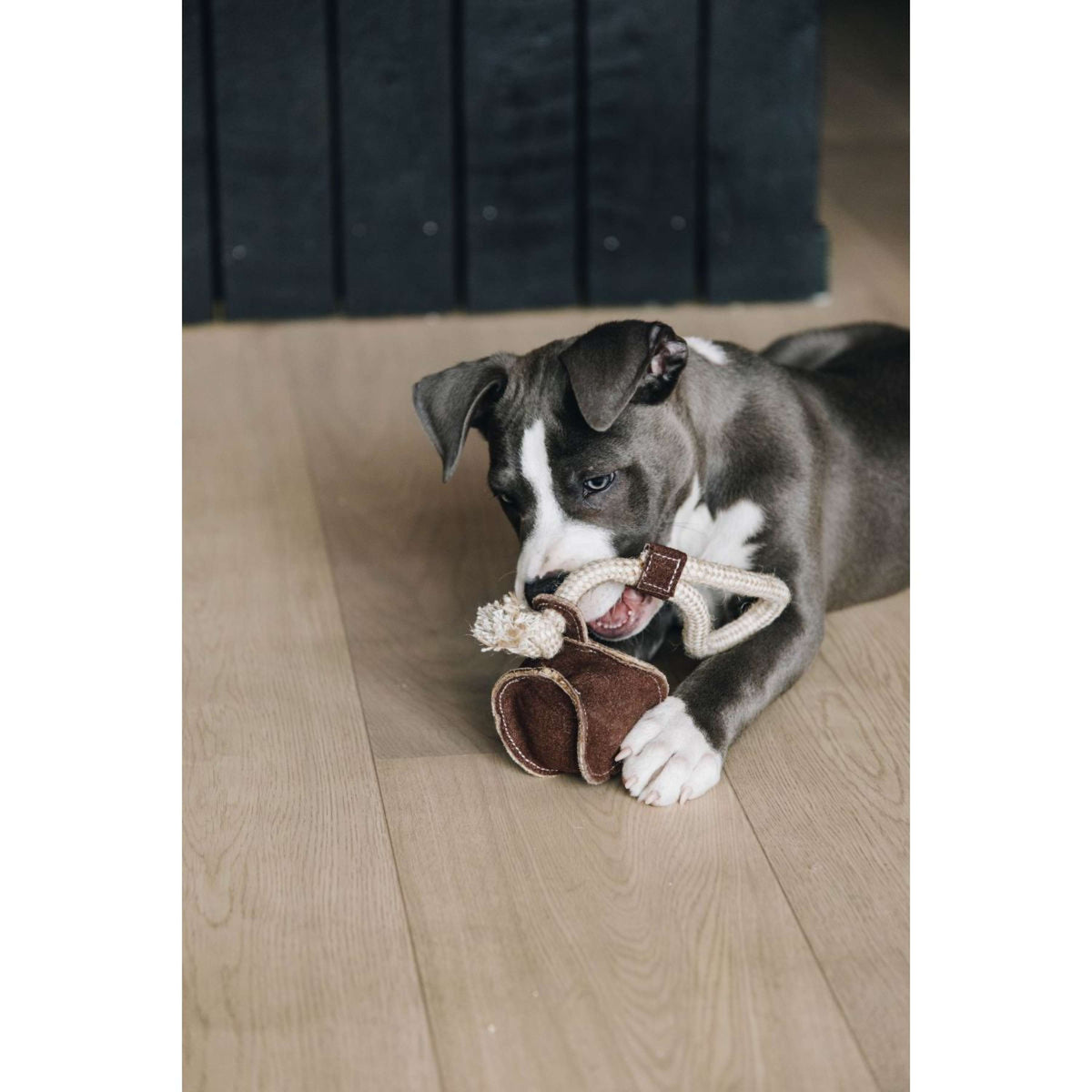 Kentucky Dogwear Juguete para Perro