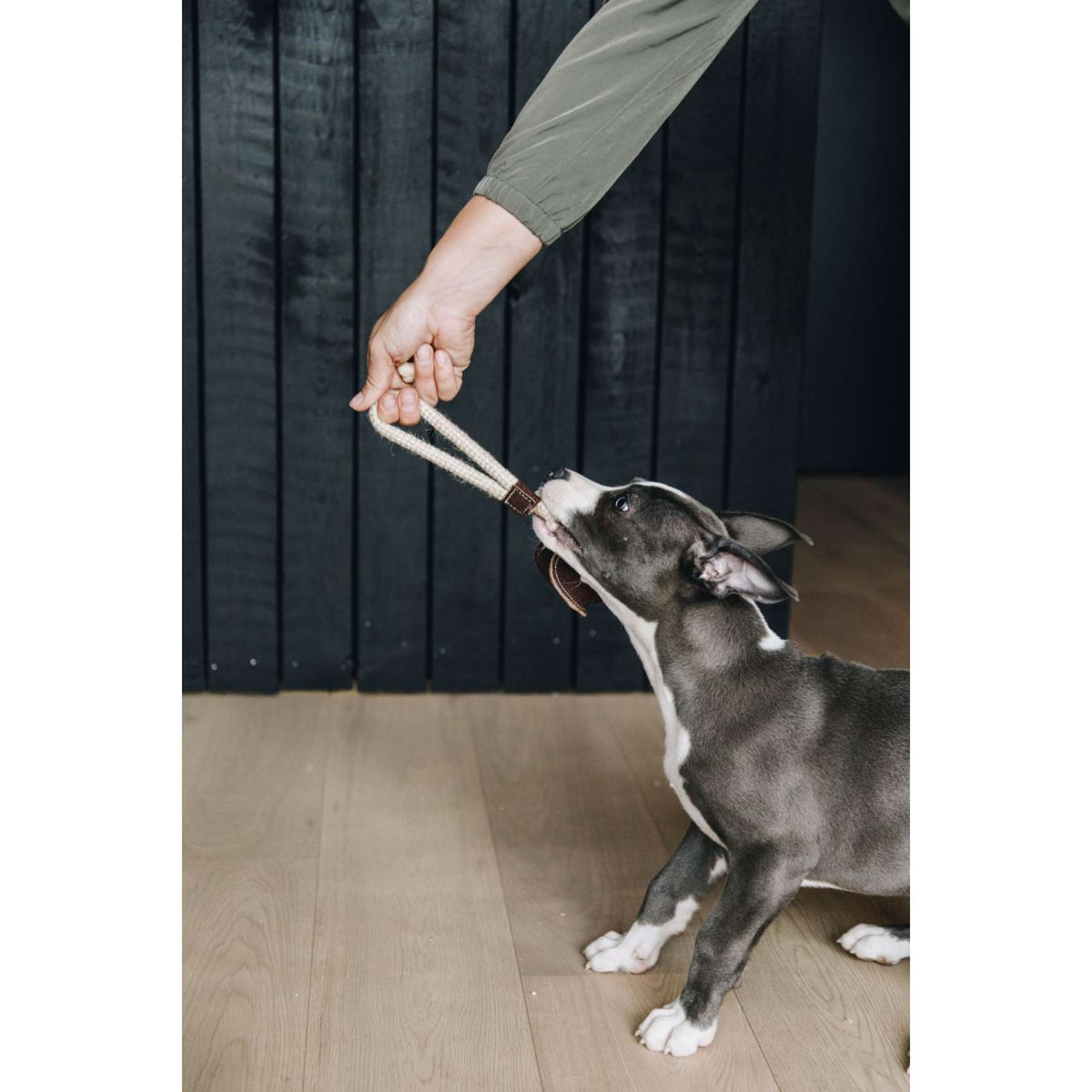 Kentucky Dogwear Juguete para Perro