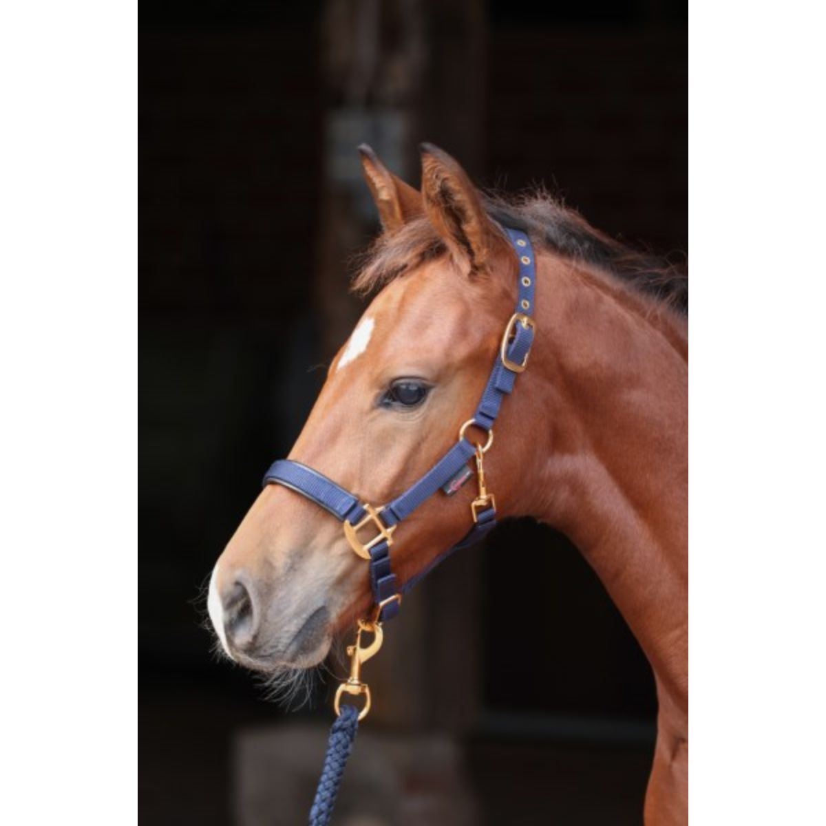 Covalliero Cabestro Potro TopLine Navy