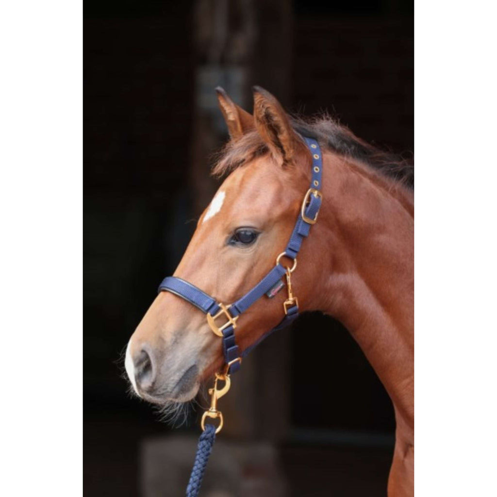 Covalliero Cabestro para Potro TopLine Navy