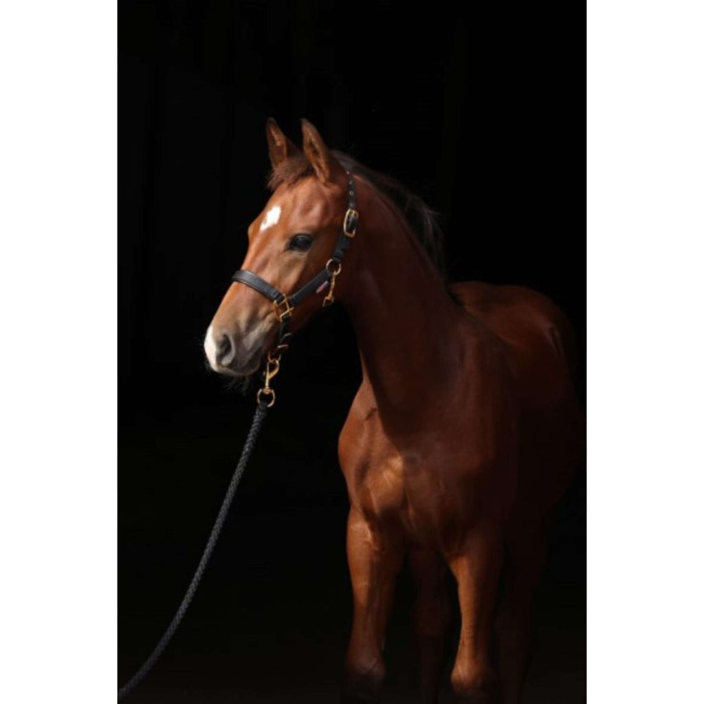 Covalliero Cabestro para Potro TopLine Negro