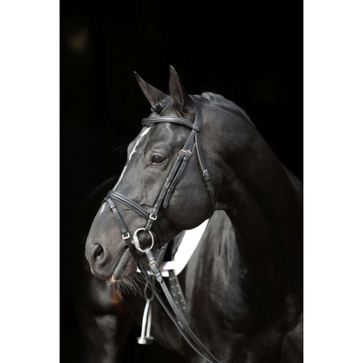 Kerbl Brida Eurohorse Negro