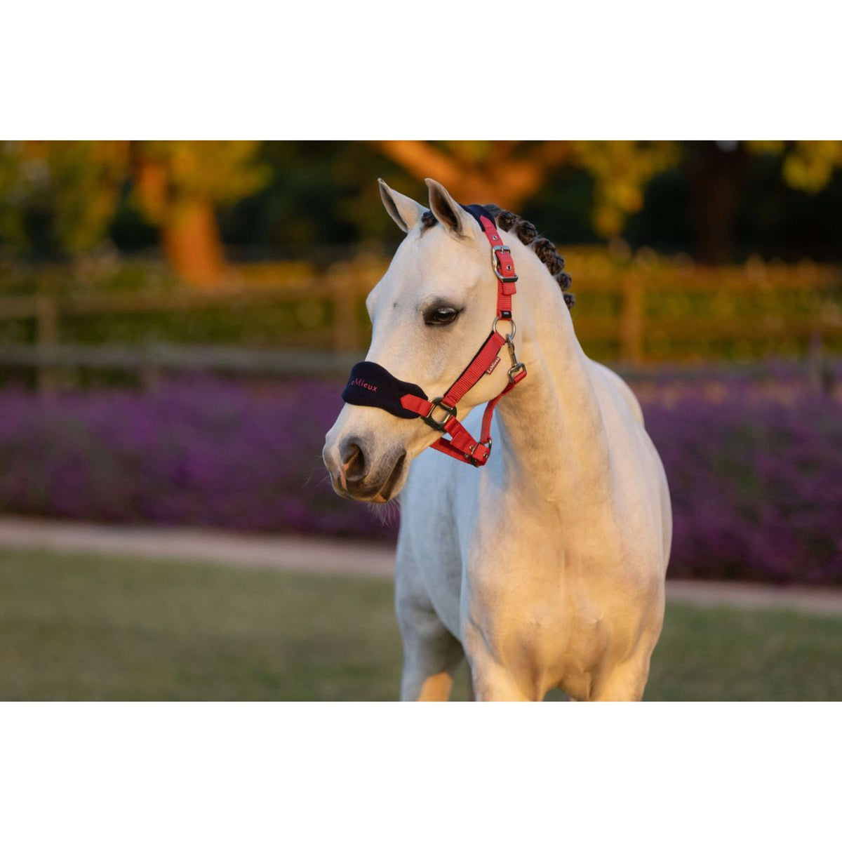 LeMieux Juego de Cabestro Mini Vogue Cranberry