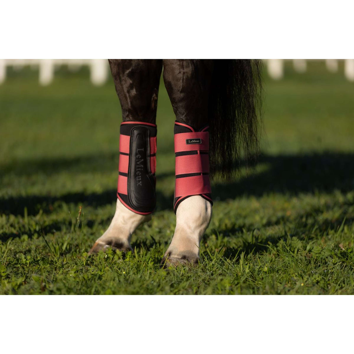 LeMieux Botas para Tendones Grafter Cranberry