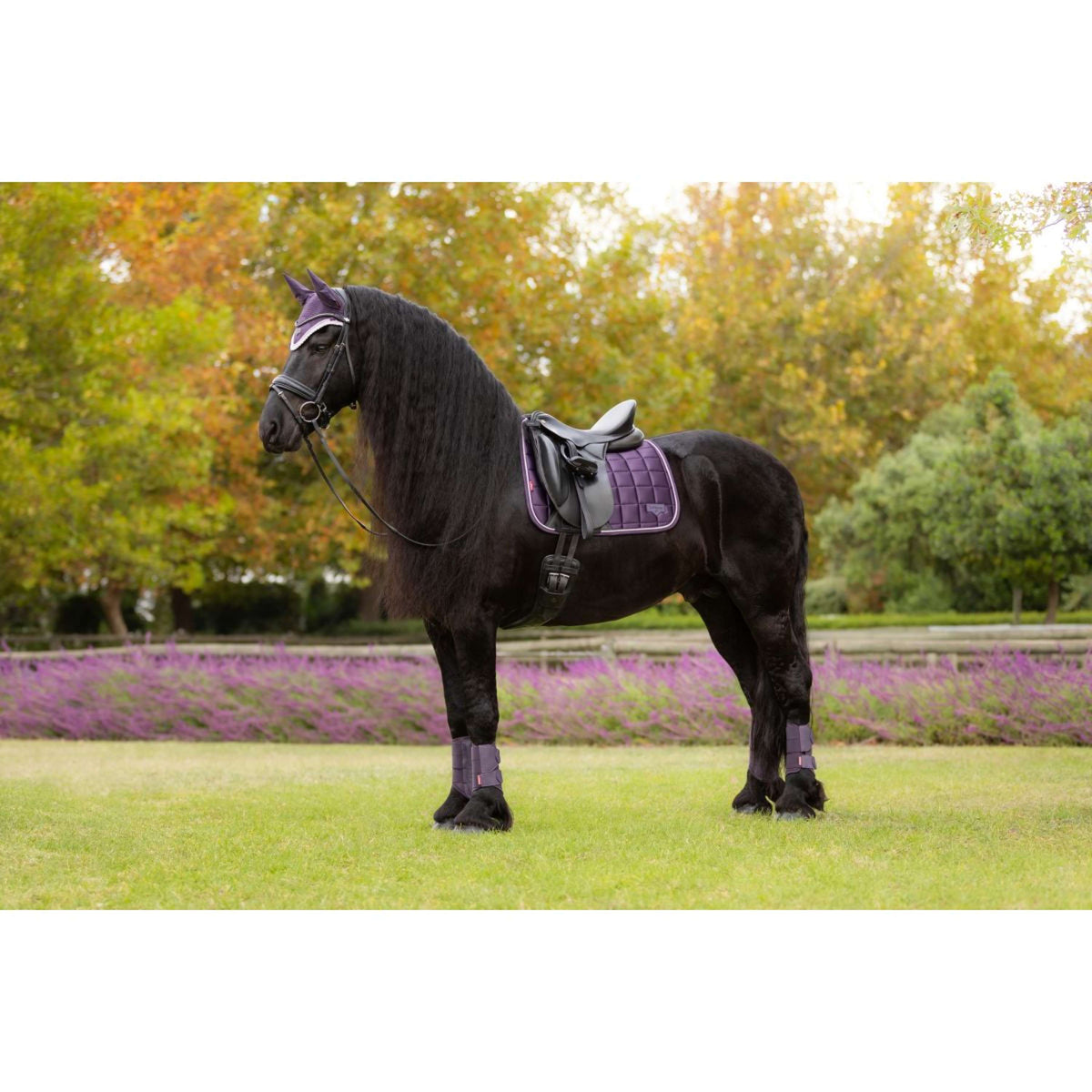 LeMieux Mantilla Loire Classic Doma clásica Juniper