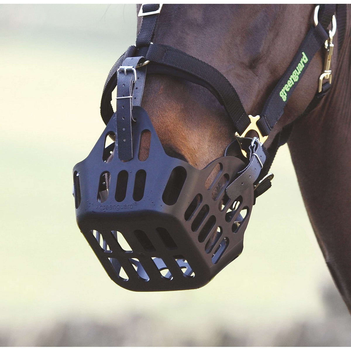 Greenguard by Shires Correas de Reserva Negro