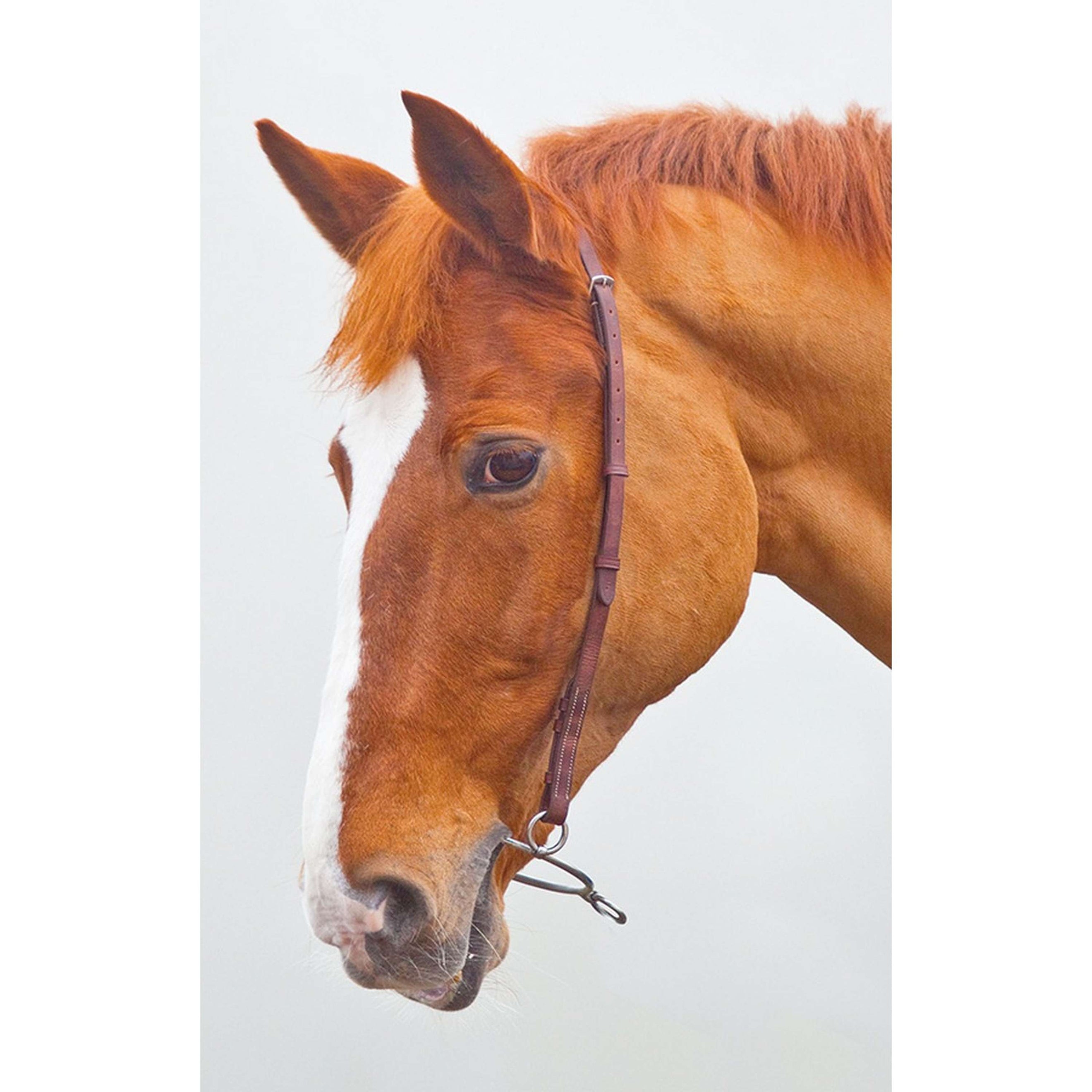 Blenheim by Shires Correa de Filete Chifney Negro