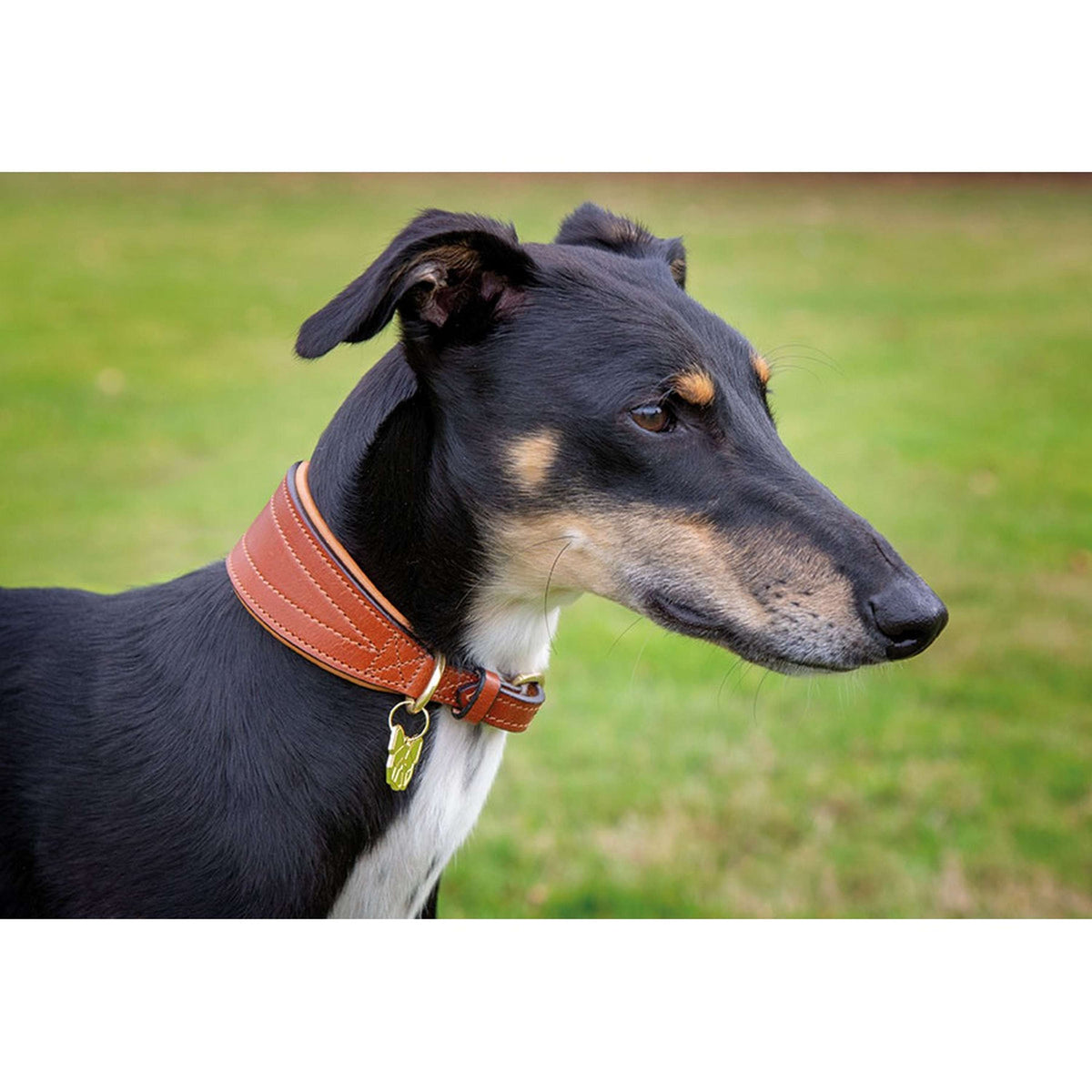 Digby & Fox Collar Greyhound Acolchado Bronceado