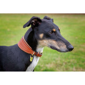 Digby & Fox Collar Greyhound Acolchado Bronceado
