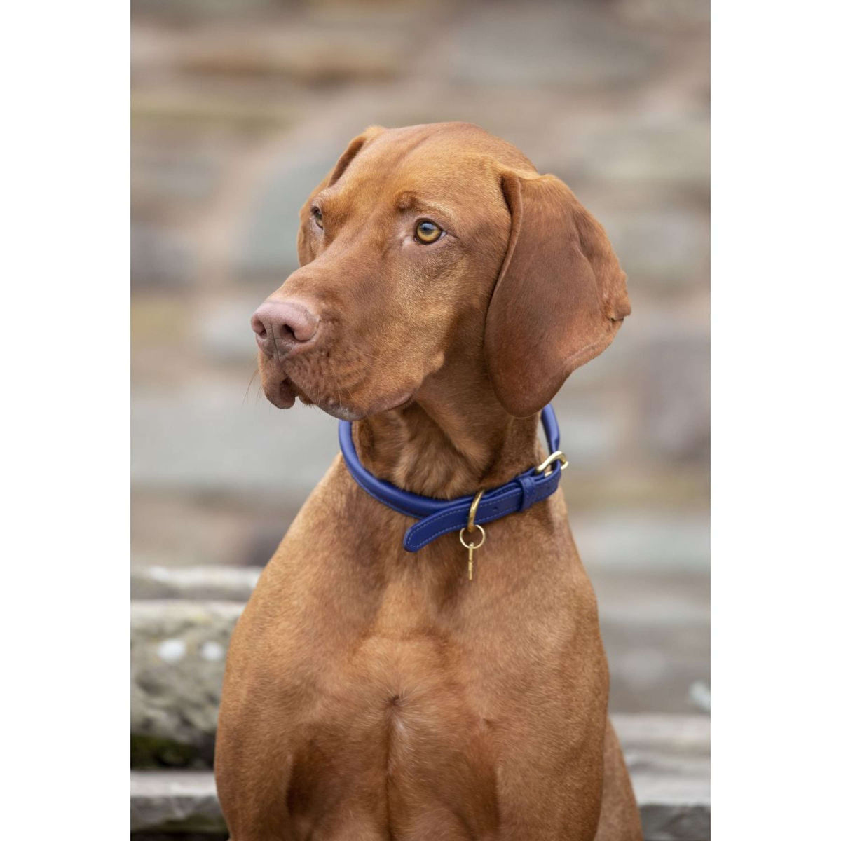 Digby & Fox Collar Cosido Alrededor Real