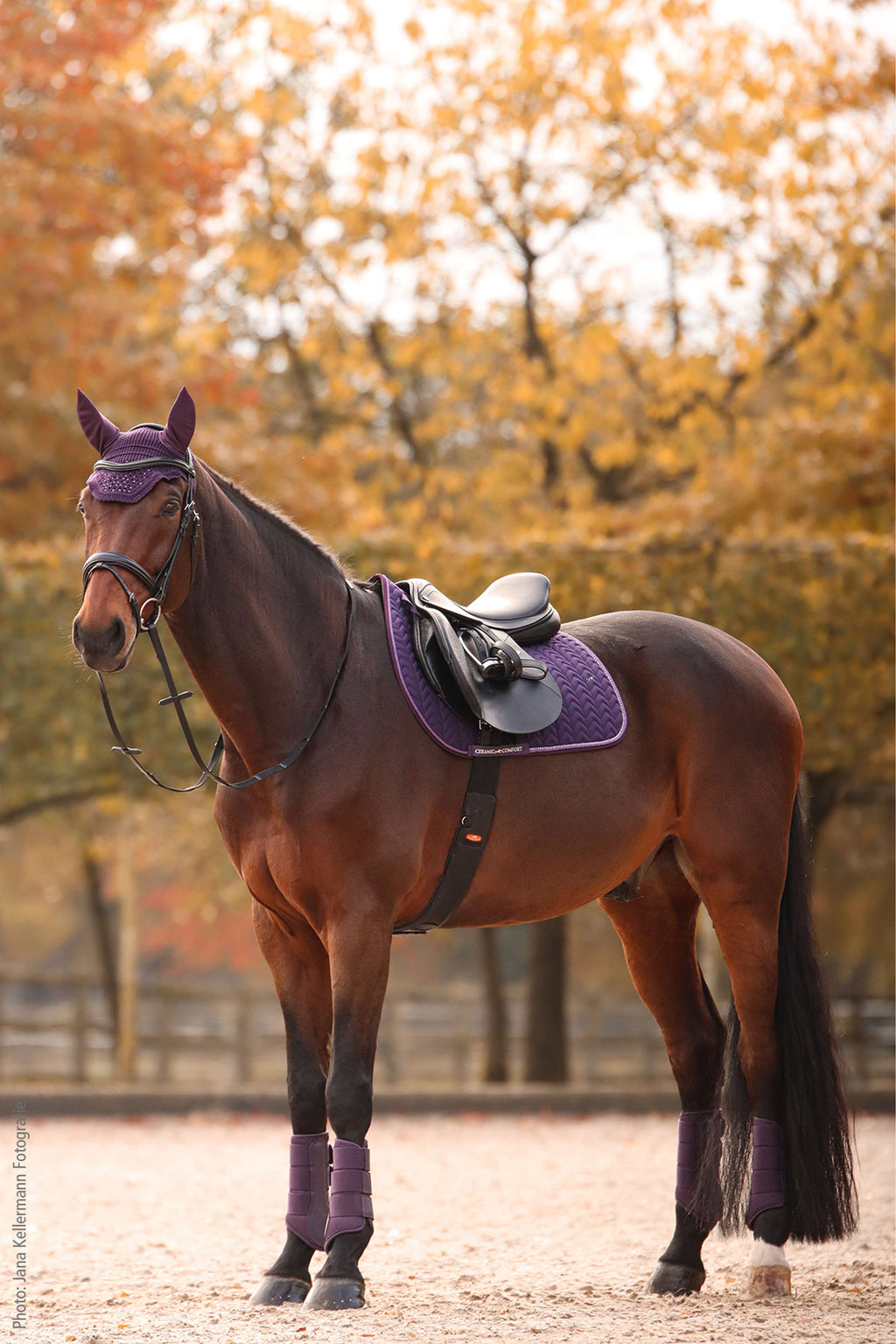 Schockemöhle Mantilla SPCeramica Doma Clásica Morado Oscuro
