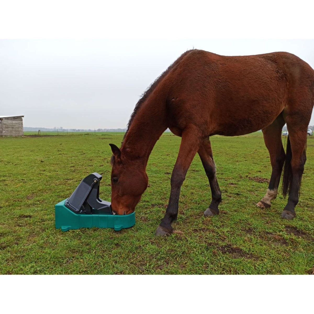 Suevia Bomba de Prado Model 545 Estándar