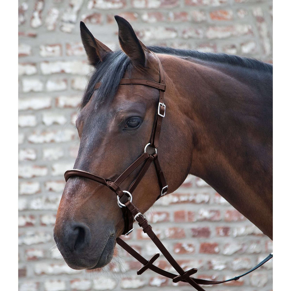 Waldhausen Brida sin Bocado Linda Tellington Jones Marron