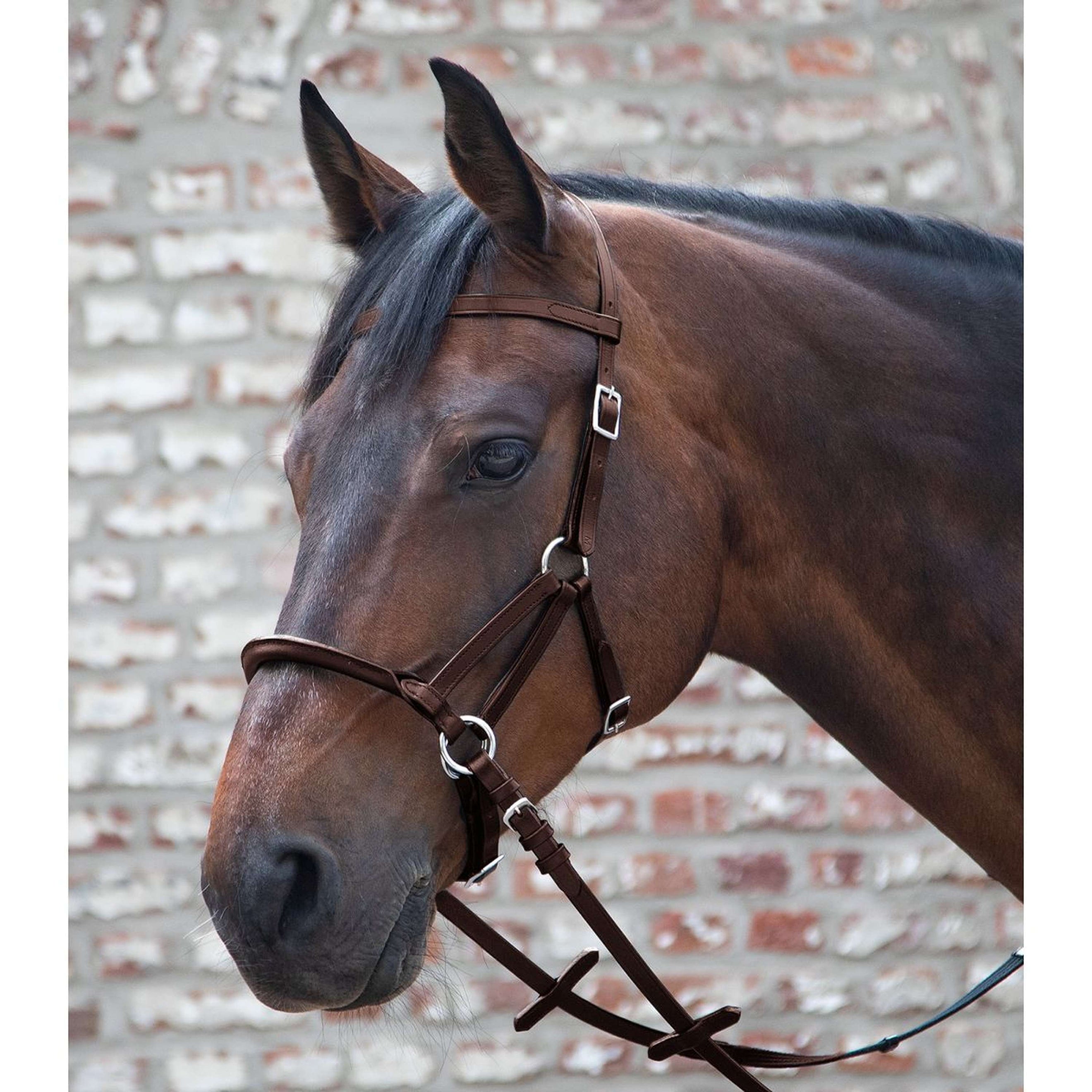 Waldhausen Brida sin Bocado Linda Tellington Jones Marron