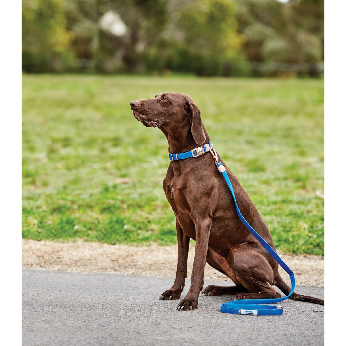 Weatherbeeta Correa para Perro Elegance Azul