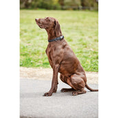 Weatherbeeta Dog Collar Elegance Negro