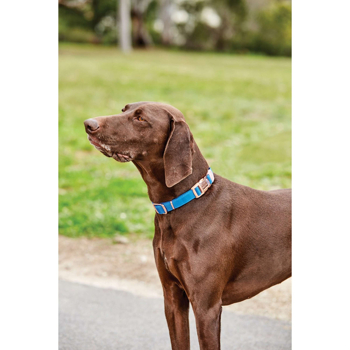 Weatherbeeta Dog Collar Elegance Azul