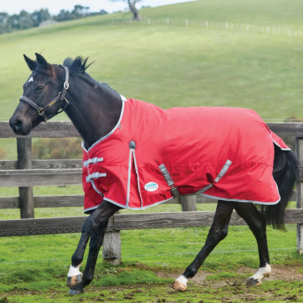 Weatherbeeta Manta de Invierno Comfitec Classic Standard Neck Medium/Lite 600D 100g Rojo/Plata/Azul