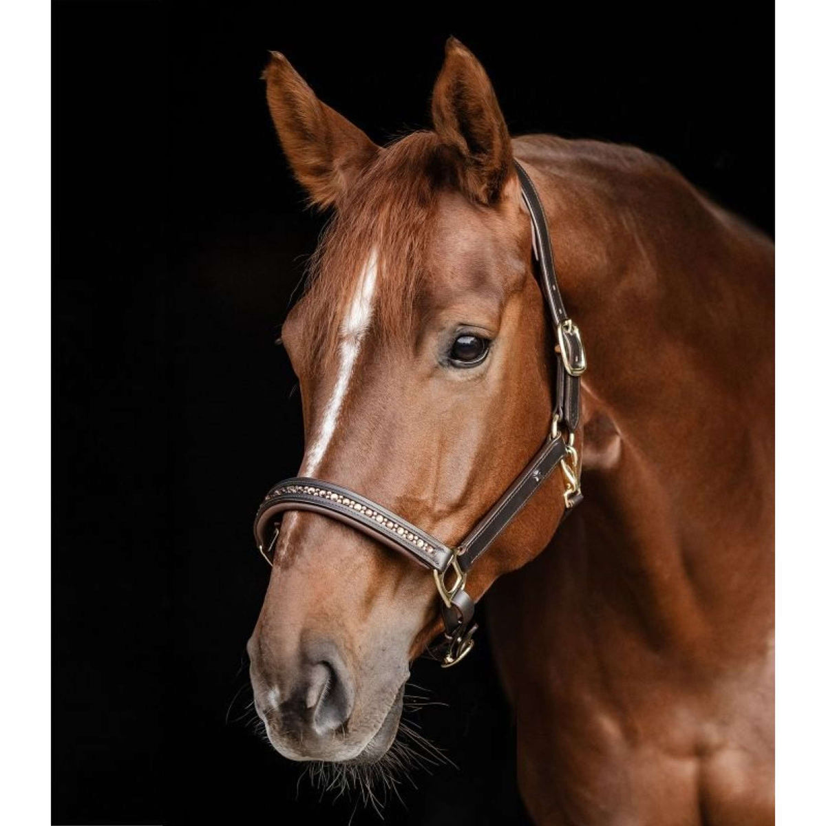 Waldhausen Cabezada Crystal Marron/oro