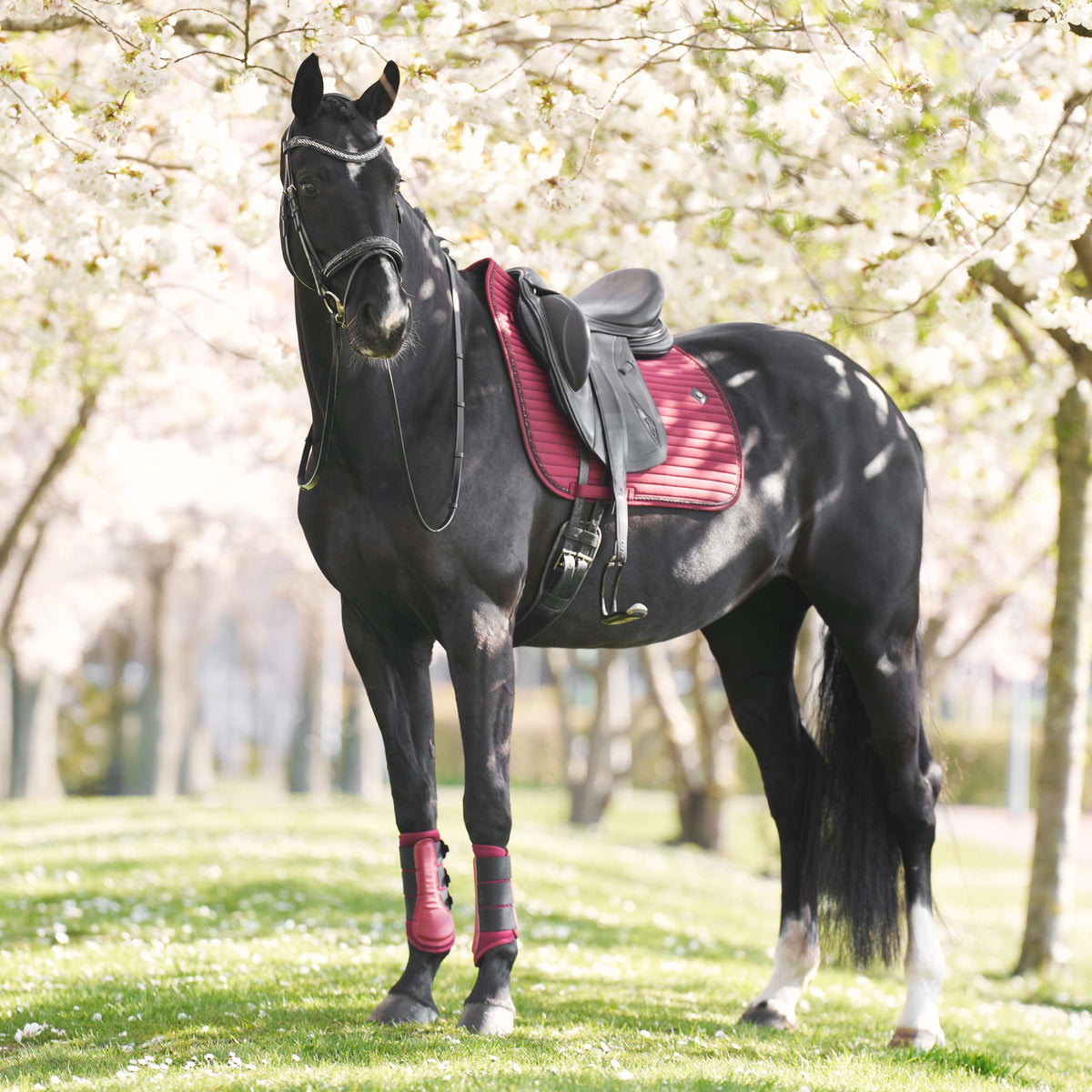 Imperial Riding Mantilla IRHJosie Doma clásica Fig