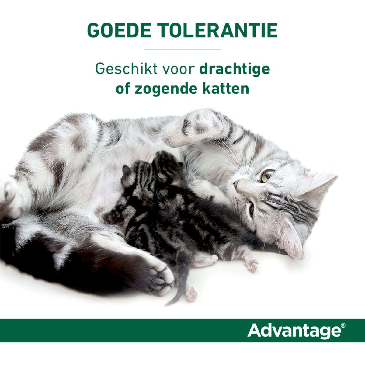 Advantage Advantage 80 Spot-On Gato 4-8kg