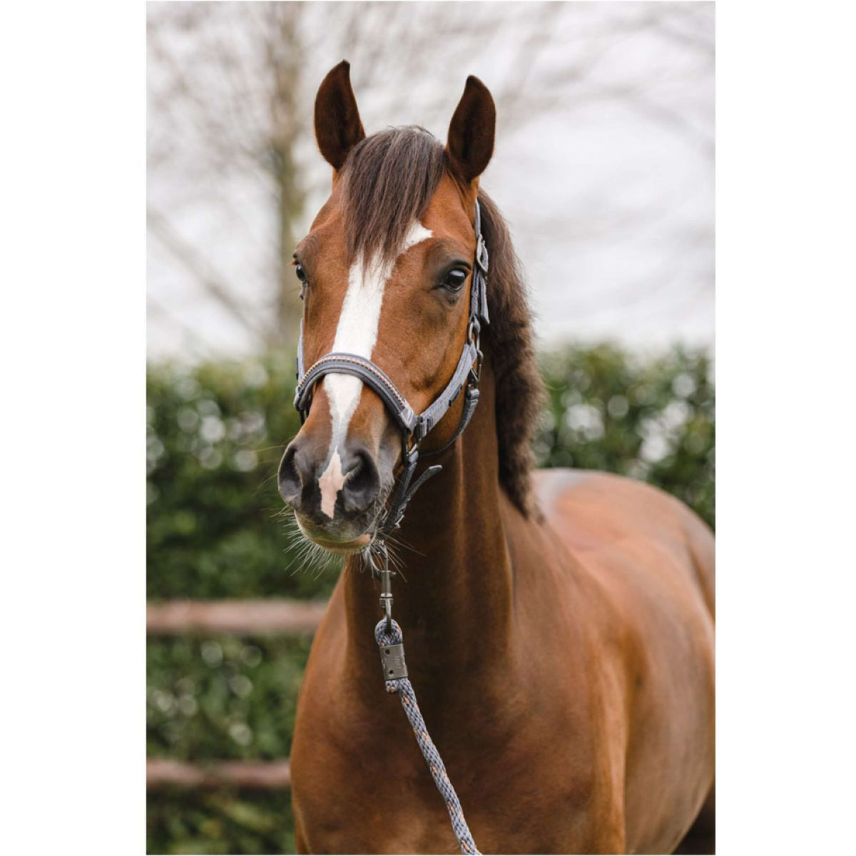 ANKY Juego de Cabestro Stones Steel Grey