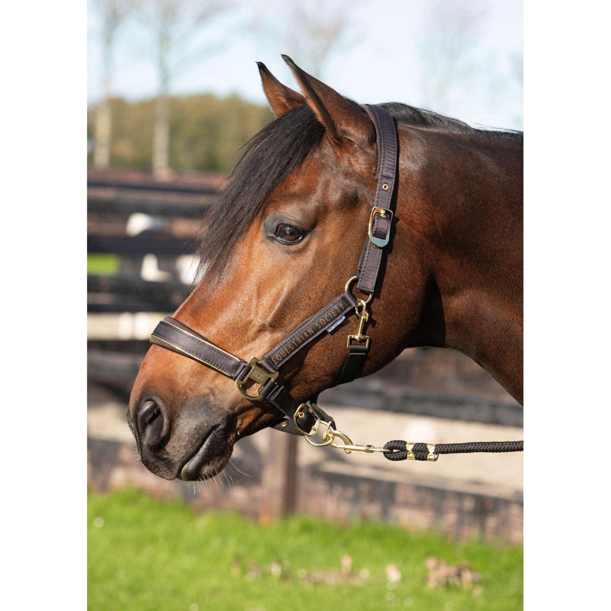 Harry's Horse Juego de Cabestro Kirchberg Jet Black