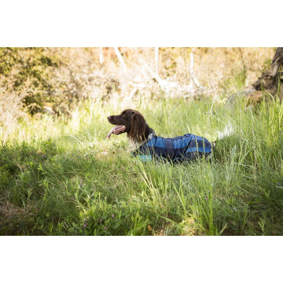 Cool on Track Abrigo para Perro 2.0 Azul