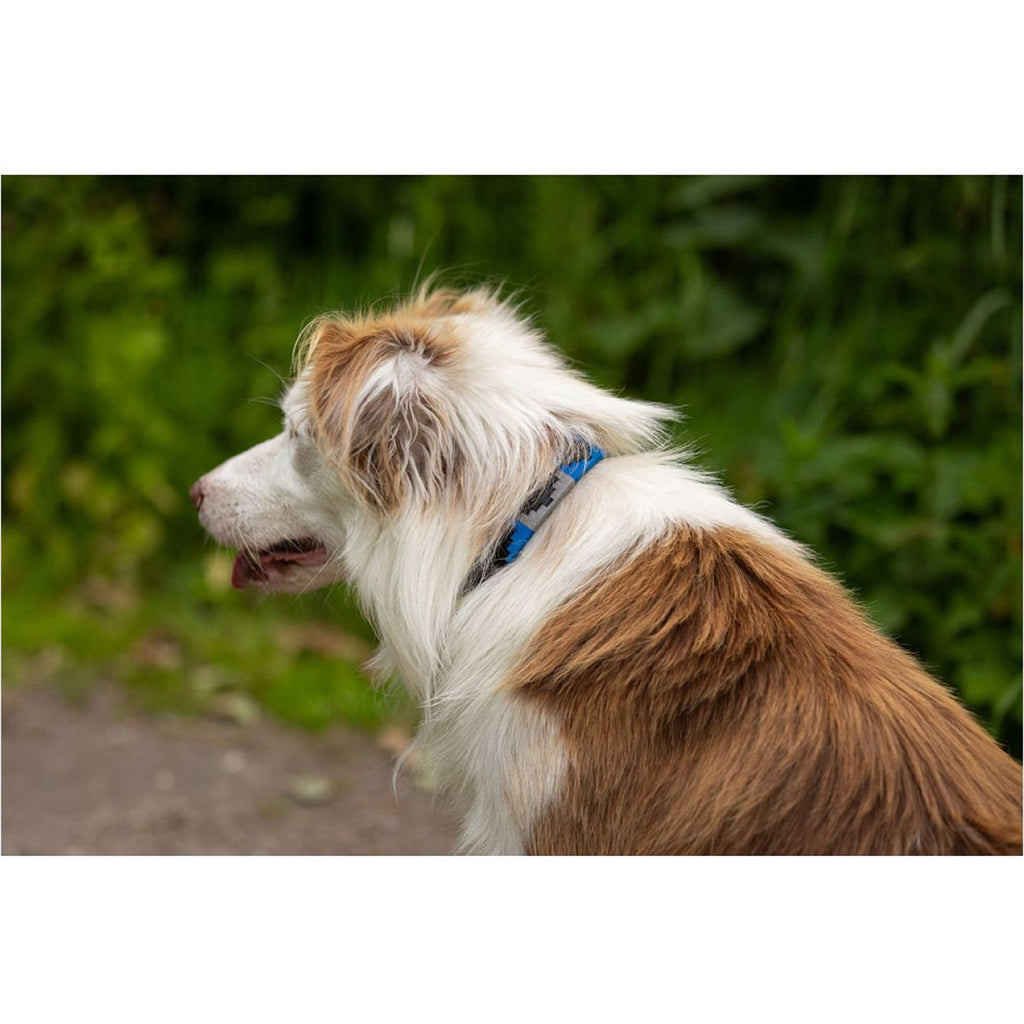 BR Collar para Perro Azul Gris