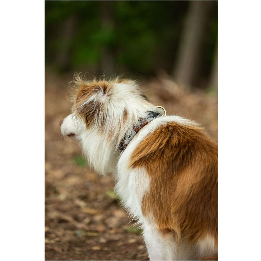 BR Collar para Perro Marron/Gris