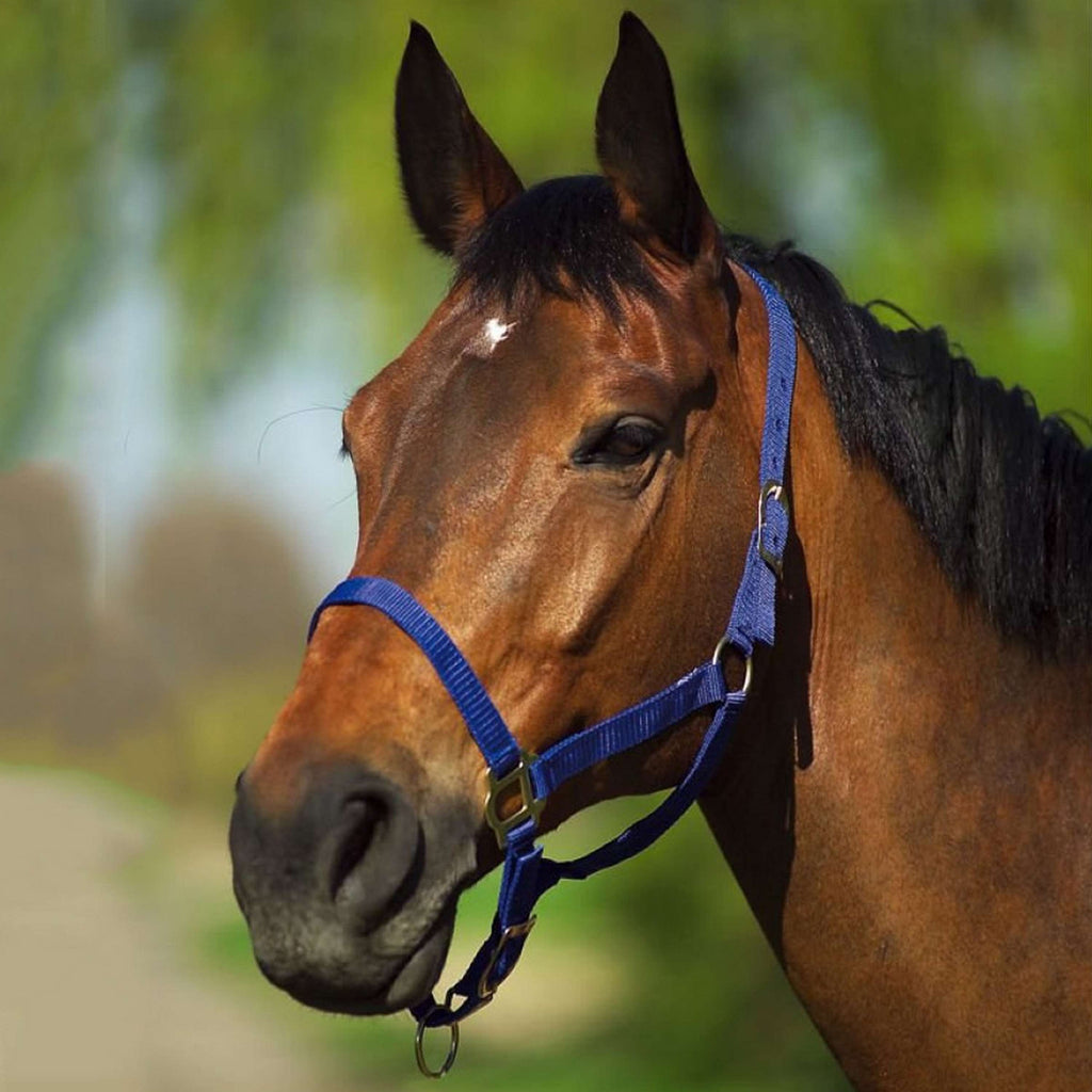 Riding World Cabestro Navy