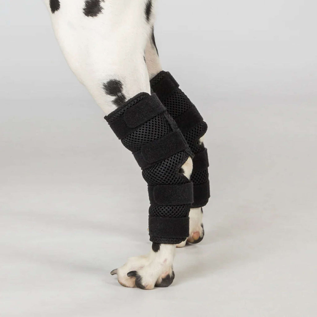 Back on Track Protector de corvejón Dixie Perro Negro