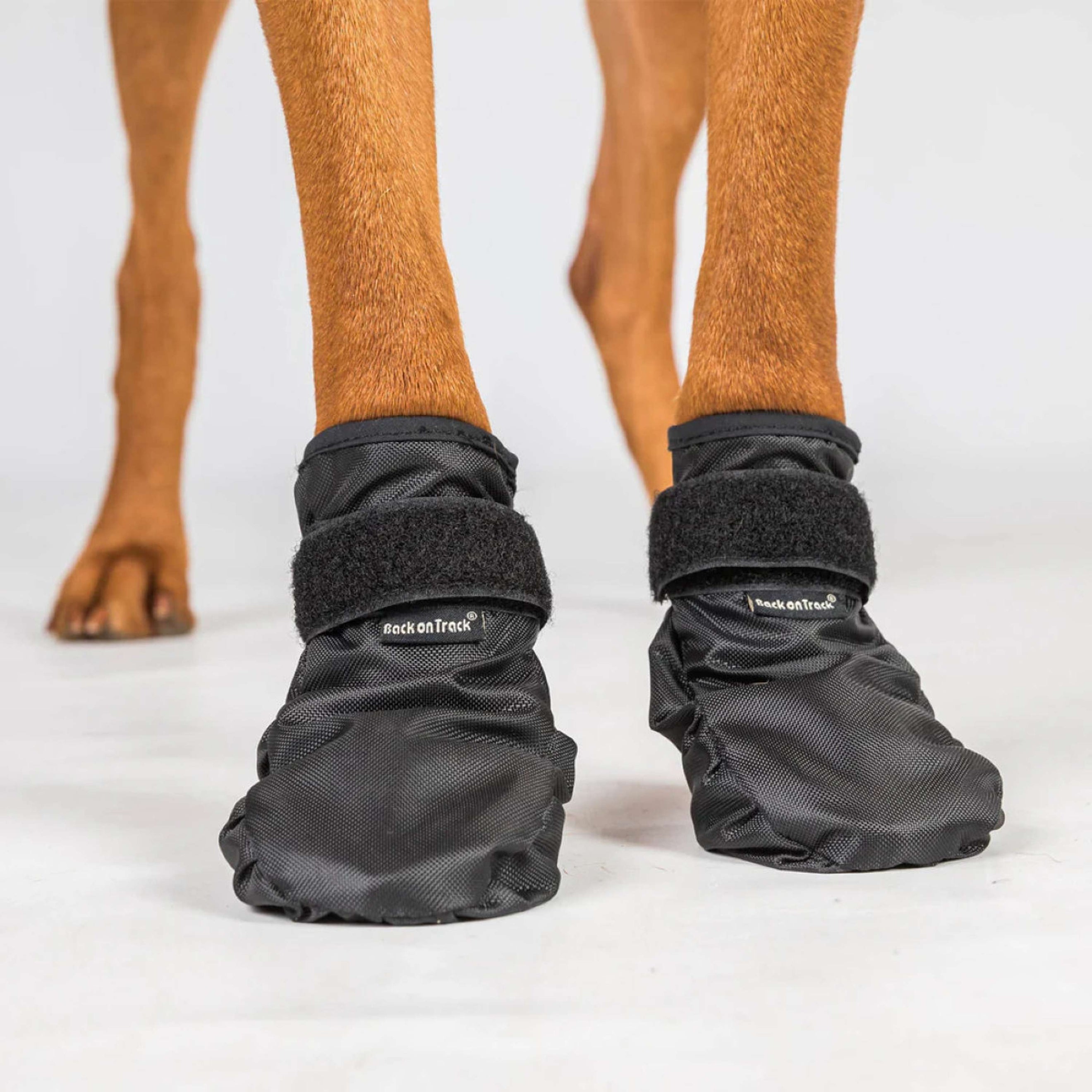 Back on Track Zapatos para Perros Koda Negro Back on Track Zapatos para Perros Koda Negro