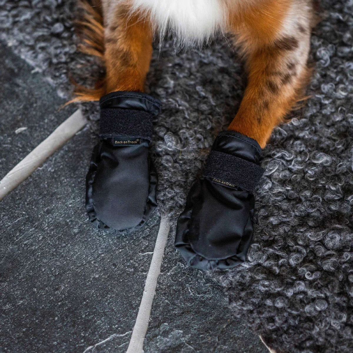 Back on Track Zapatos para Perros Koda Negro