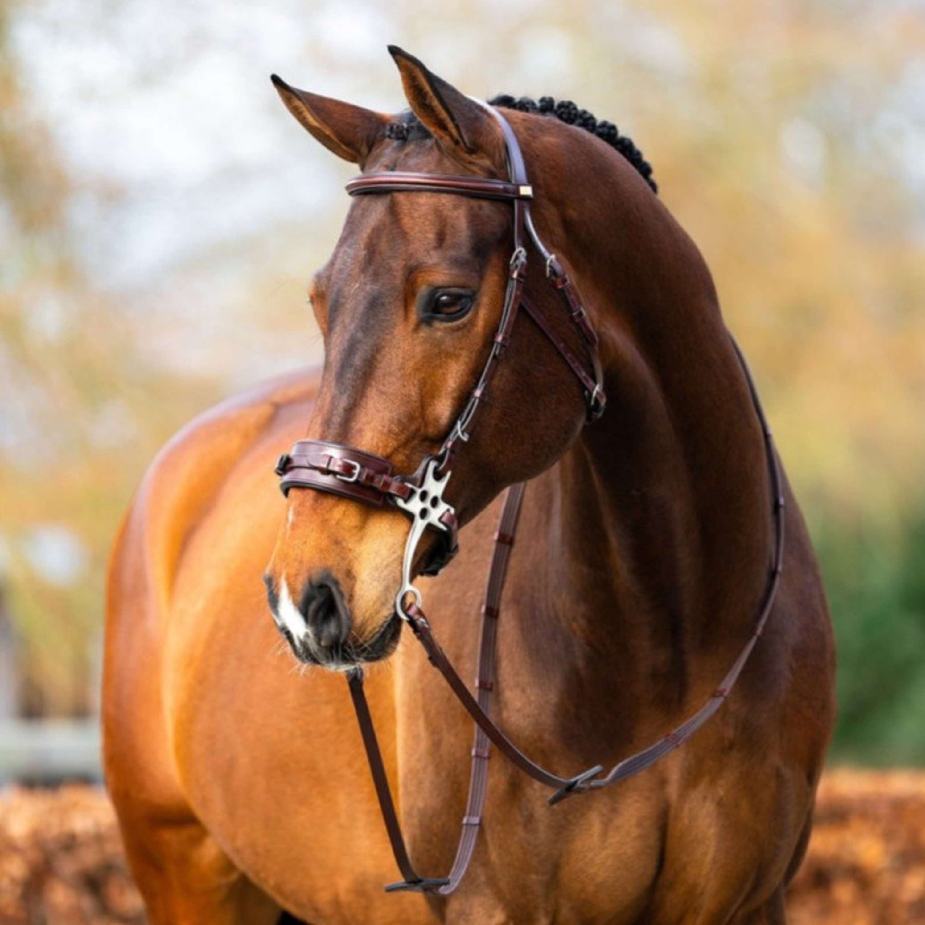 BR Hackamore Thornbury Roble/Plata