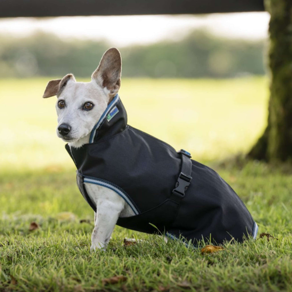 Bucas Anniversary Dog Rug Sapphire