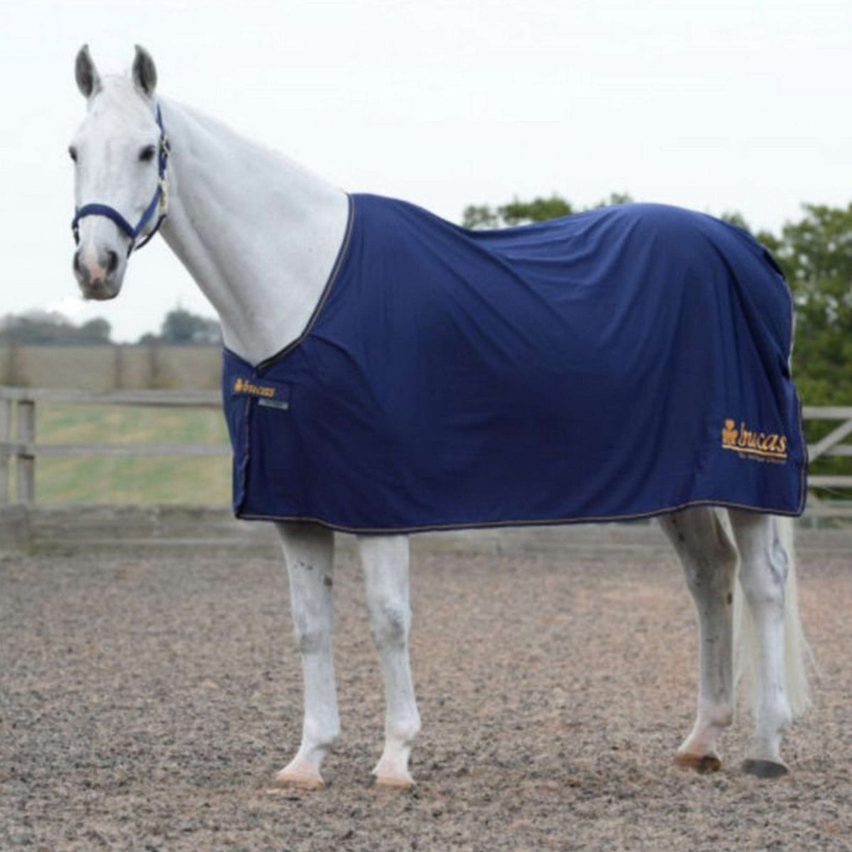 Bucas Prize Cooler Marino/oro Bucas logo