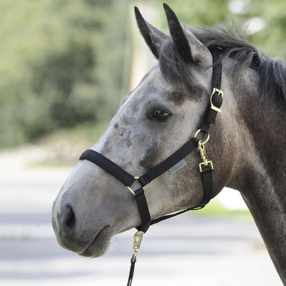 Bucas Cabestro Dublin Foal Negro