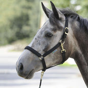 Bucas Cabestro Dublin Foal Negro