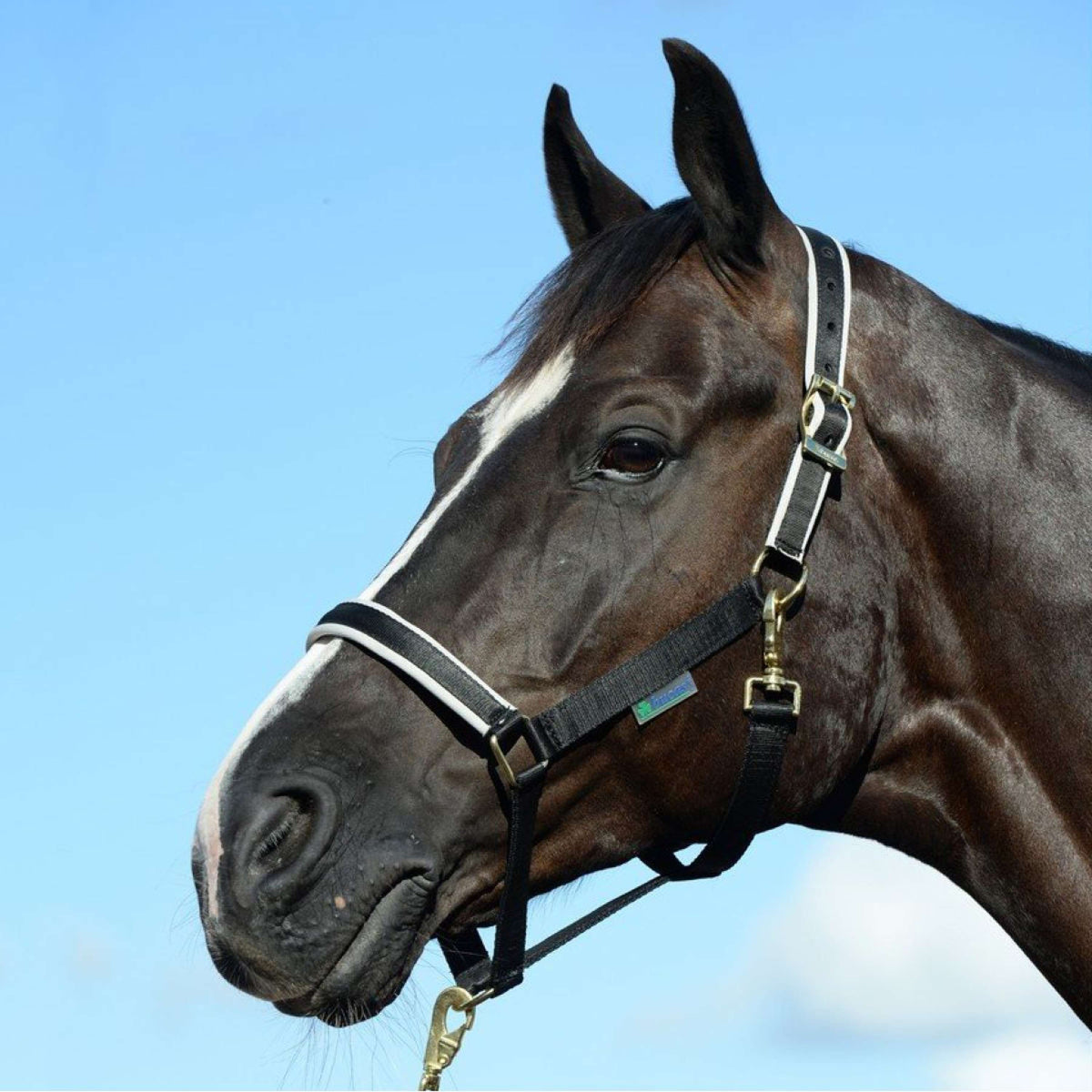 Bucas Cabestro Dublin Foal Black/Silver