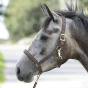 Bucas Cabestro Dublin Foal Marron