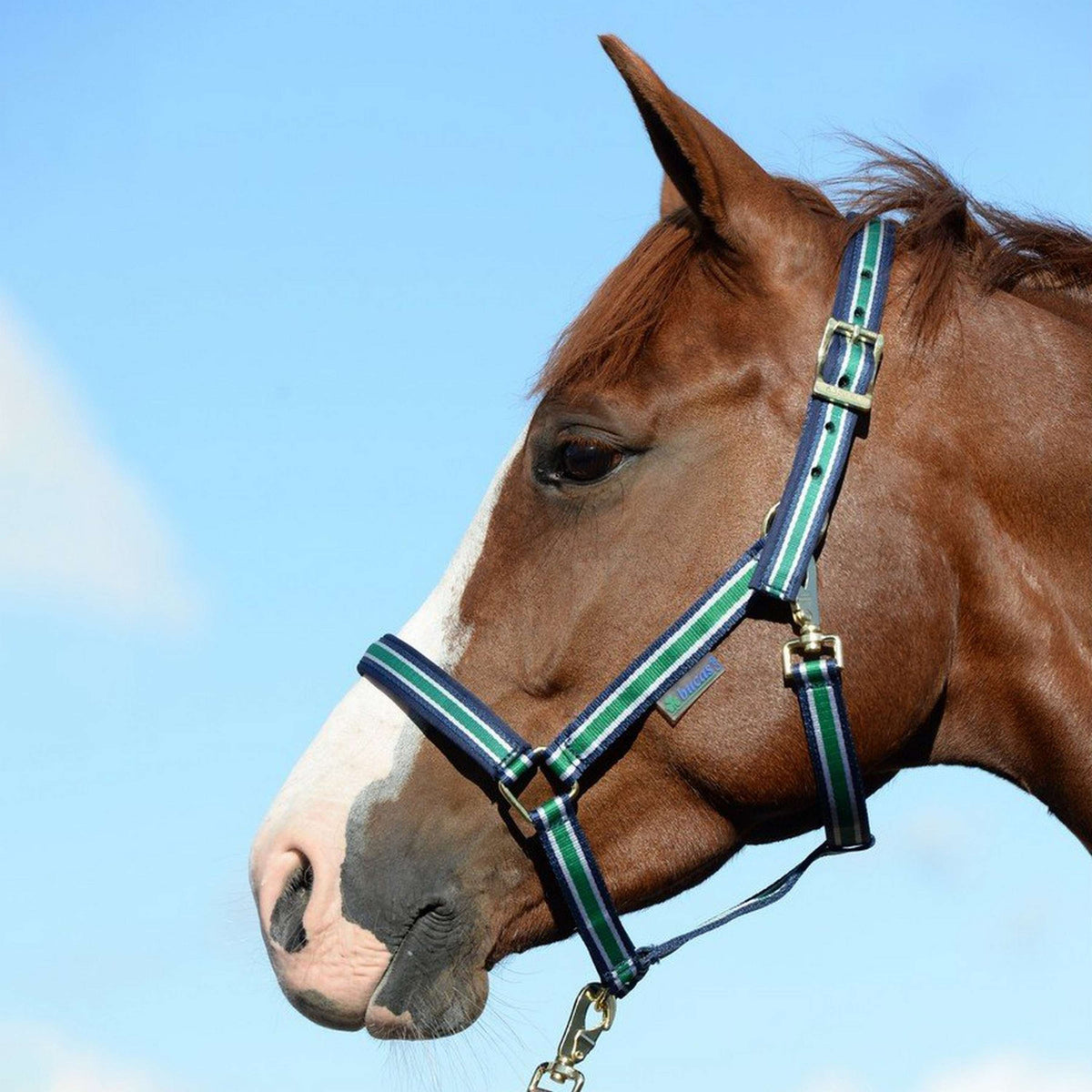 Bucas Cabestro Dublin Foal Marino rayado
