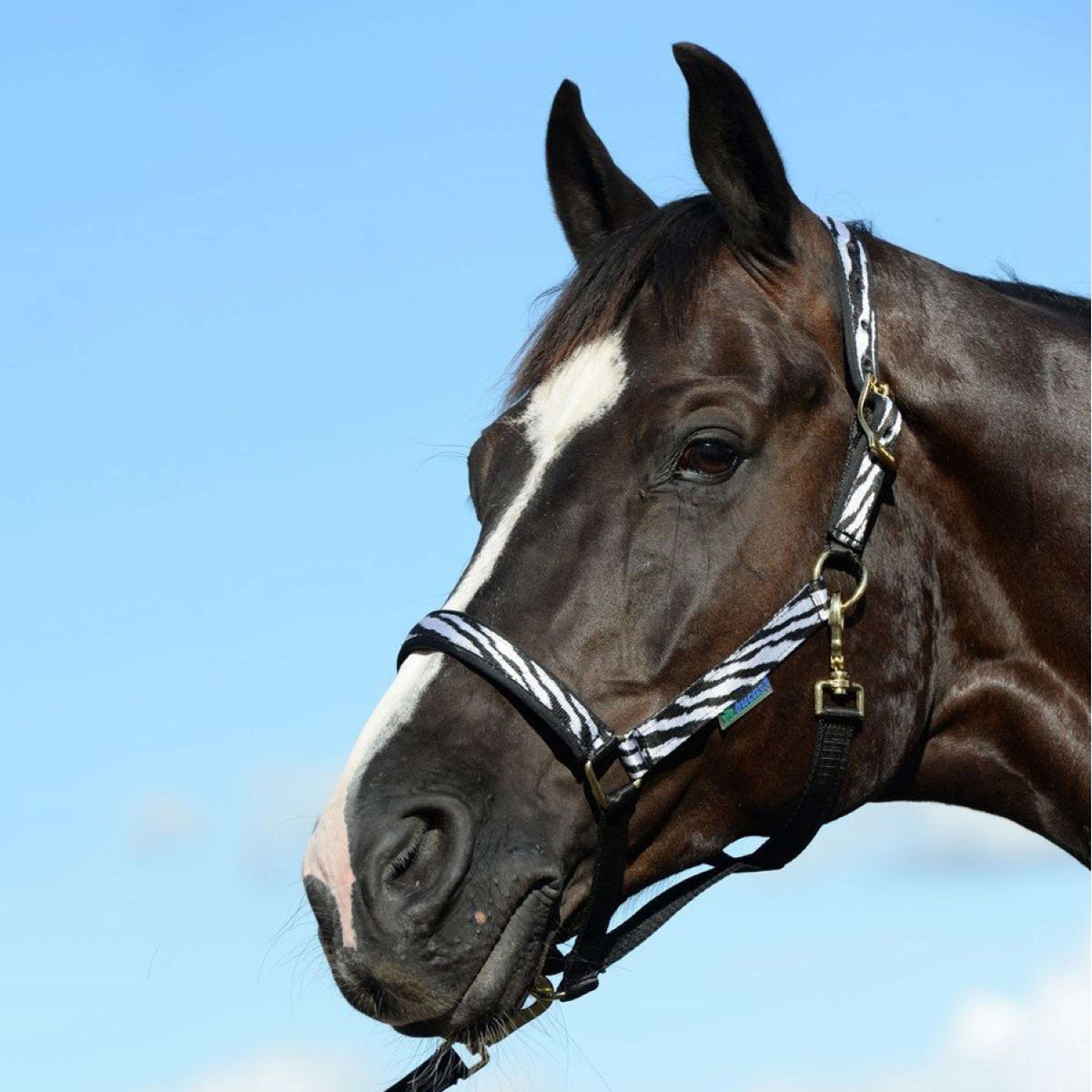 Bucas Cabestro Dublin Foal Zebra