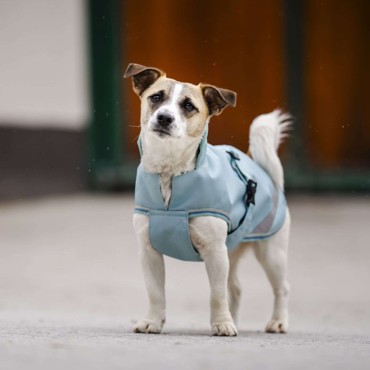 Bucas Freedom Dog Rug Turquoise