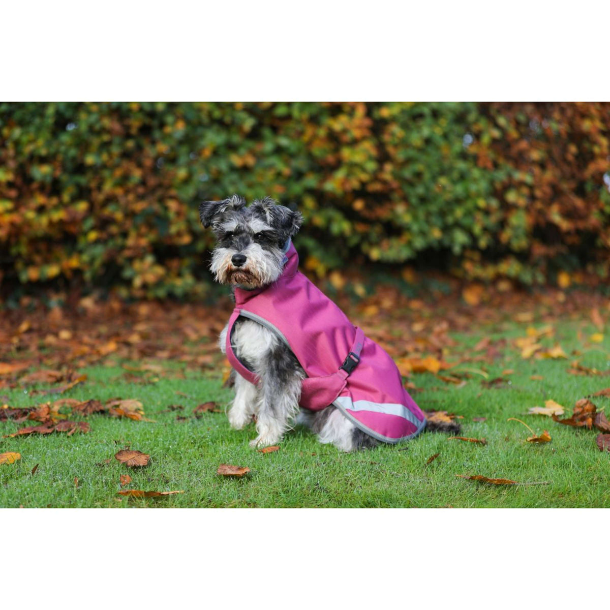 Bucas Freedom Dog Rug 300gr Frambuesa